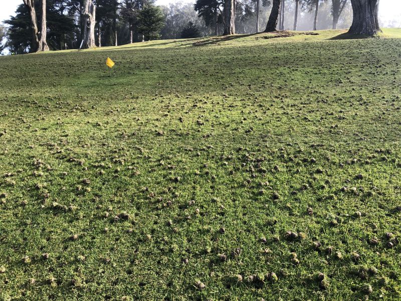 Lawn Aeration