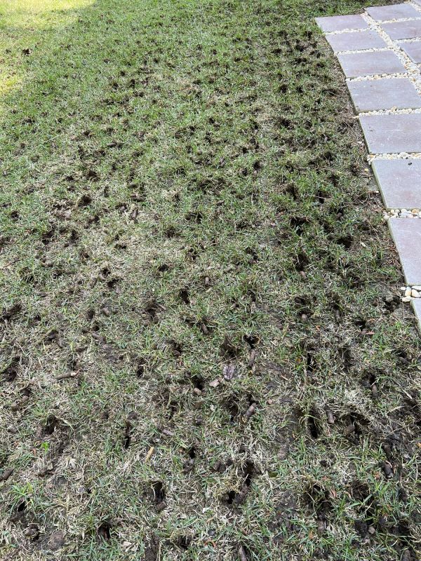 Lawn Post-Aeration